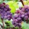grape sed p.e.